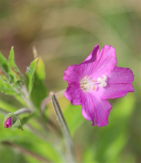 Epilobium hirsutum - Great Willowherb - Emorsgate Seeds