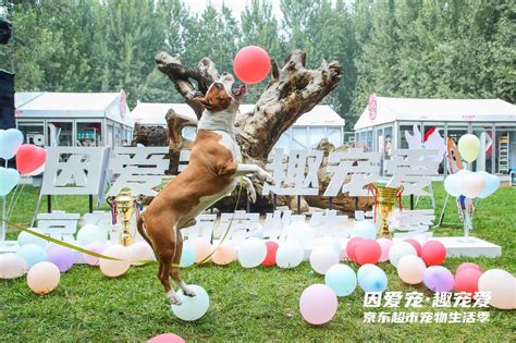 马犬一般配几次最好，马犬几个月可以配种-酷派宠物网