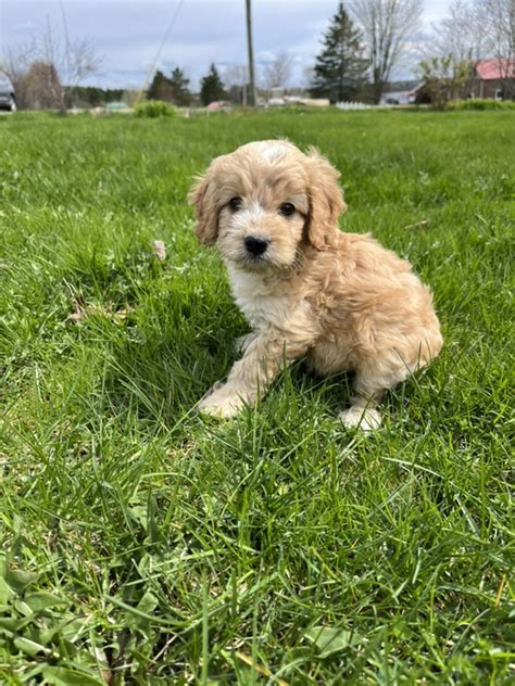 Image result for Lina Mini Cockapoo