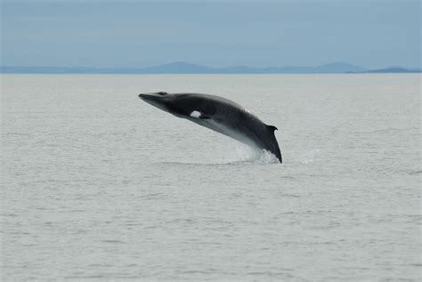 Making Sense of Whale Taxonomy - Baleines en direct