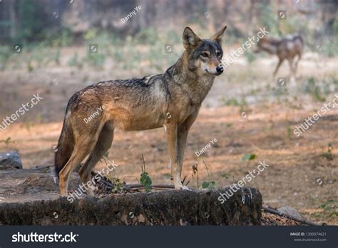 Indian Wolf Canis