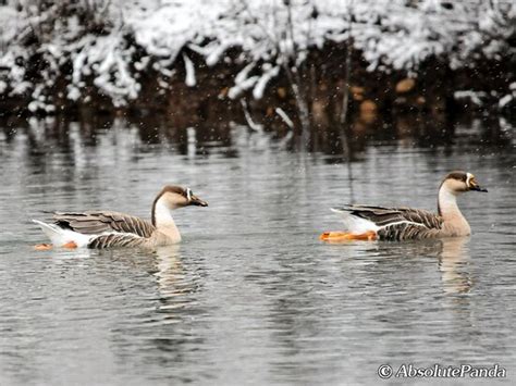 AbsolutePanda Tour (Chengdu) - All You Need to Know BEFORE You Go