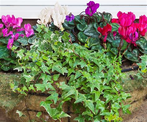 Best plants for winter hanging baskets: 10 expert picks | Homes and Gardens
