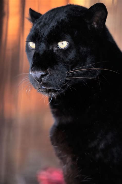QueenStudios：Black Panther（黑豹）|手工艺|手办/模玩|QueenStudios - 原创作品 - 站酷 (ZCOOL)