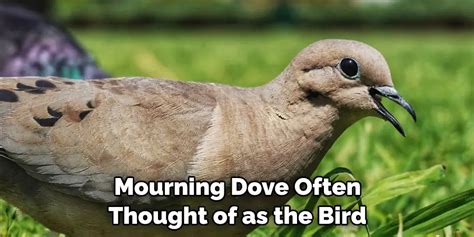 Mourning Dove Spiritual Meaning, Symbolism and Totem | Explained