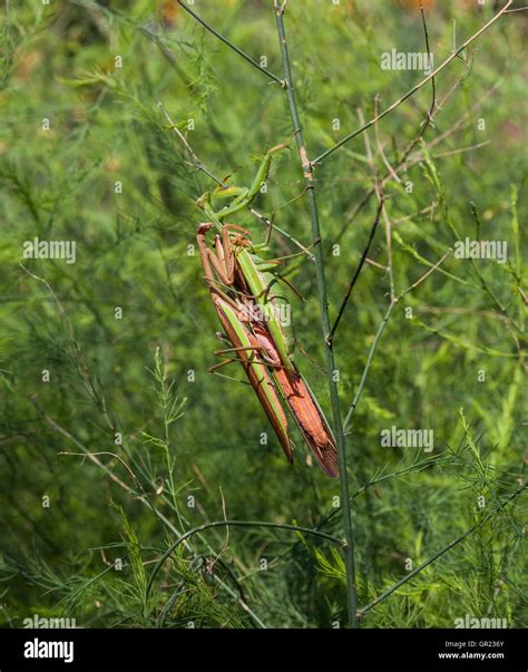 Mantis mating hi-res stock photography and images - Alamy