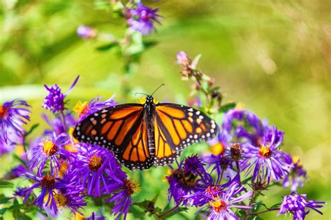 Download Orange Monarch Butterfly On Purple Asters Wallpaper ...