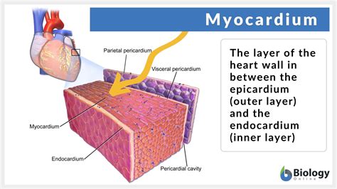 Myocardium Definition and Examples - Biology Online Dictionary