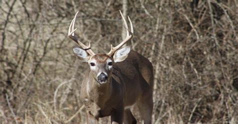 TN Deer Season 2018-2019: When does deer season start in Tennessee
