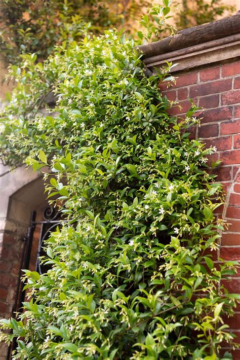 Jasmine Vine Plant Variety Of Jasmine Plants | Huddersfield
