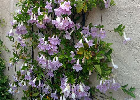 17 Best Vines with Purple Flowers | Purple Flowering Climbers