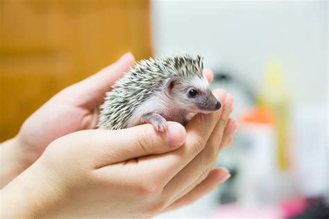 Baby Hedgehogs As Pets