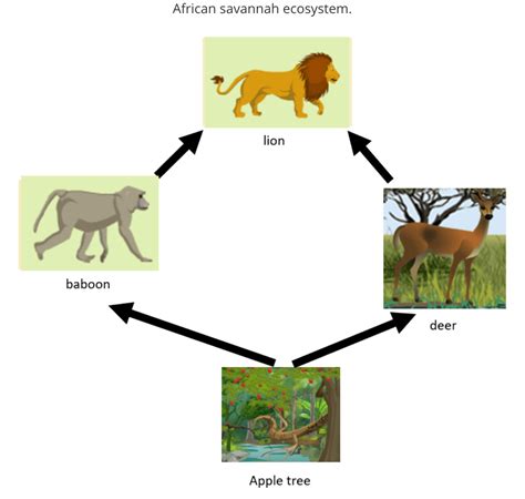 Predator And Prey Food Chain