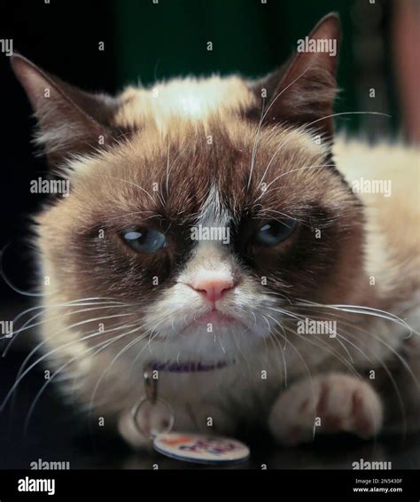 Grumpy Cat, an Internet celebrity cat whose real name is Tardar Sauce ...
