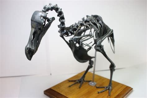 【高さ約21cm】 モーリシャスドードー の縮小全身骨格模型【Dodo Squelette】 | アンフィ合同会社