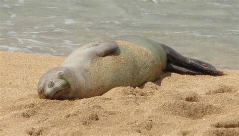 Fun Caribbean Monk Seal Facts For Kids | Kidadl