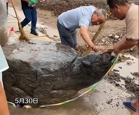 官方通报修路挖出大石龟，村民：后来一只被卖了_中华网