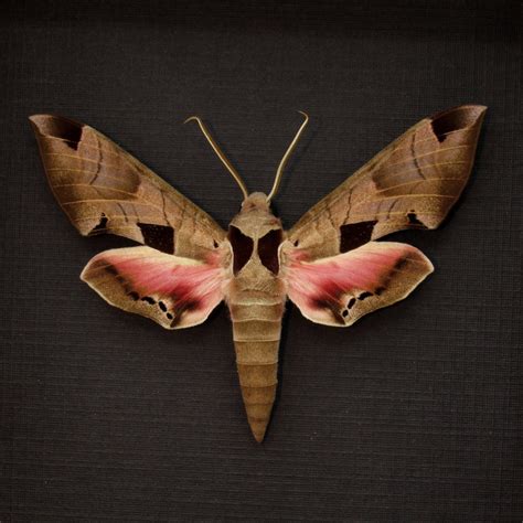 Real Pink Achemon Sphinx Moth Framed Taxidermy Eumorpha Achemon - Etsy