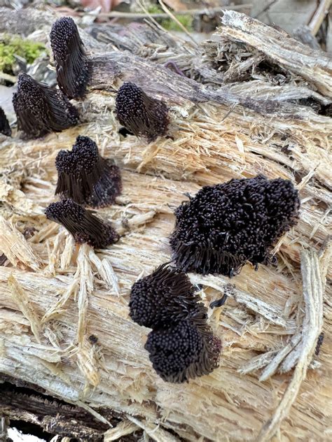 Stemonitis splendens: Discover the Mysterious Chocolate Tube Slime Mold