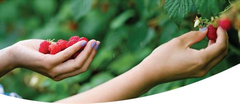 Eating Organically Grown Food 的图像结果