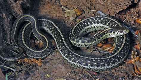 Image result for A Snake Using a Computer