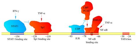 CXCL1: Gene, Promoter, Regulation of Expression, mRNA Stability ...