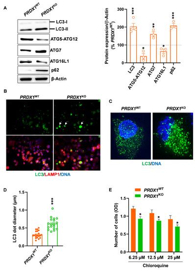 Genetic Inactivation of Peroxiredoxin-I Impairs the Growth of Human ...