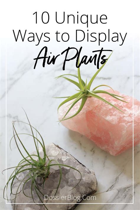 How to Display Air Plants On MDF 的图像结果