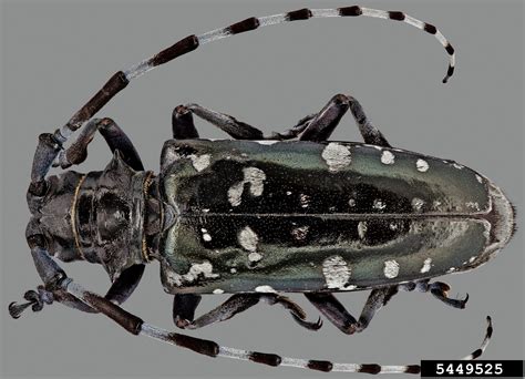 Asian Long-Horned Beetle | Center for Invasive Species Research