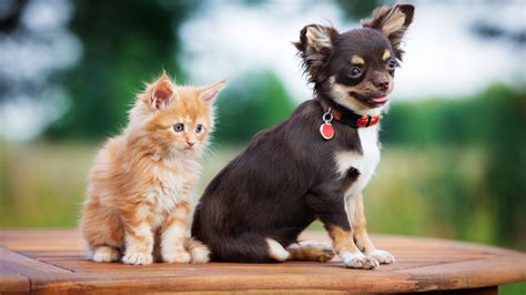 Veterinarian In Pittsfield, MA 01201 | Berkshire Veterinary Hospital