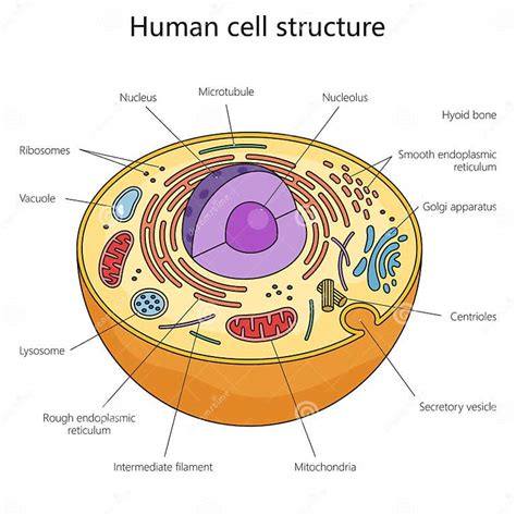 Human Cell Structure 的图像结果