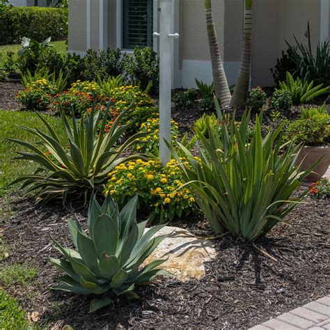 Low Maintenance Landscaping Florida Plants