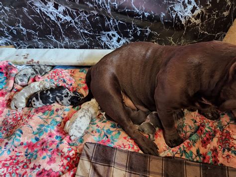 Pet Gallery - Kare Bears Cuddly Paws Mobile Vet