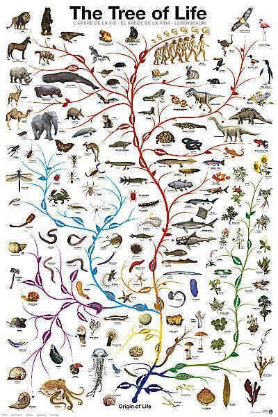Life Evolution Chart 的图像结果