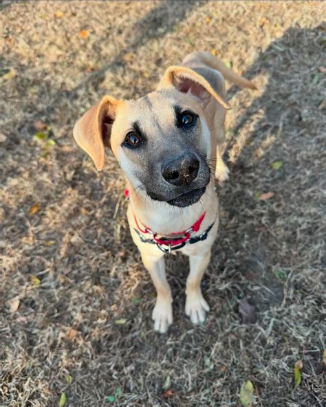 Beacon Animal Rescue | Who is ready for the season of love???? Well ...