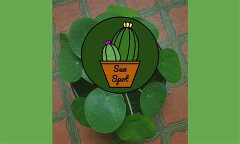 Image result for Java Fern Windelov Care