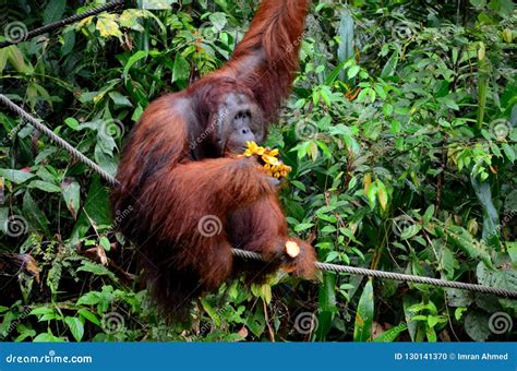 A Large Orangutan Hangs on Rope and Tree while Eating Bananas Semenggoh Nature Reserve Sanctuary ...