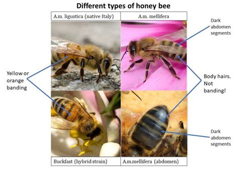 Image result for Bee Algorithm GIF