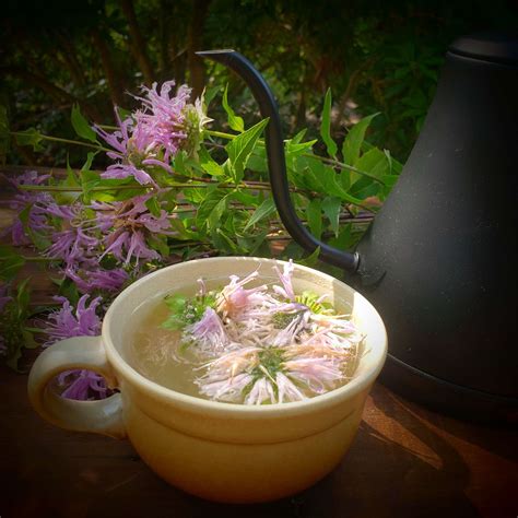 The Medicinal Magic Of Bee Balm Tea & Brewing The Perfect Cup - The ...