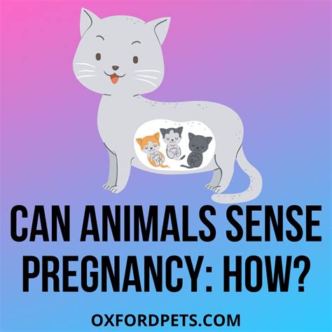 Do Animals Know When They Are Pregnant? Myth or Truth - Oxford Pets