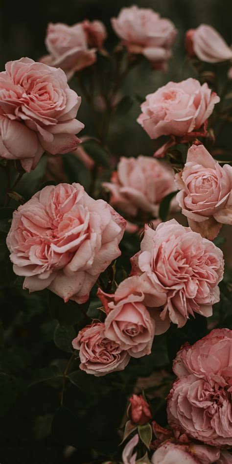 Pink Rose Aesthetic Wallpapers - Wallpaper Cave