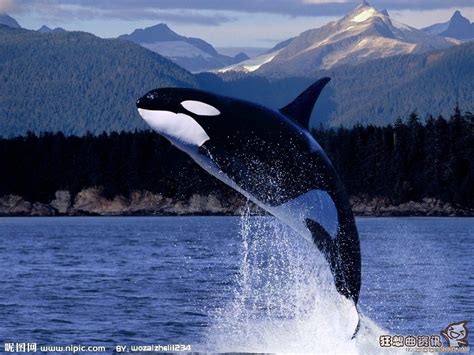 浙江救助的抹香鲸真的死了么？大型鲸鱼救援是世界性难题