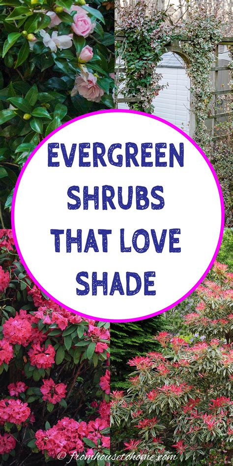 The Best Evergreen Shrubs For Shade at Amelia Rojas blog