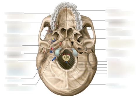 Diagram of OS: Skull Base Structure | Quizlet