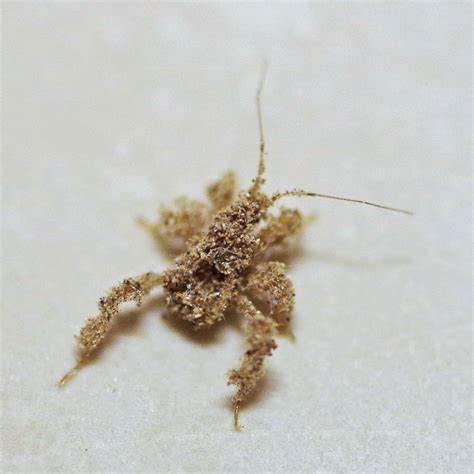 Bug o’the Week – Masked Hunter redo – Riveredge Nature Center