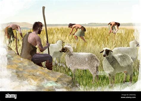 Stone Age Agriculture 的图像结果