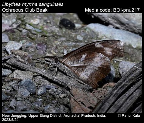 Libythea myrrha sanguinalis | Butterfly