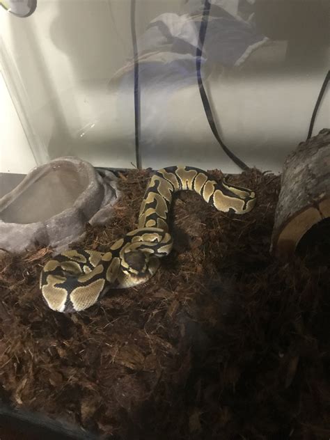 Image result for Ball Python Angry