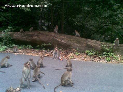 Ponmudi Trivandrum Photo gallery 1 | Trivandrum Thiruvananthapuram ...