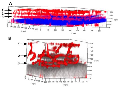 Pericyte-Endothelial Interactions in the Retinal Microvasculature